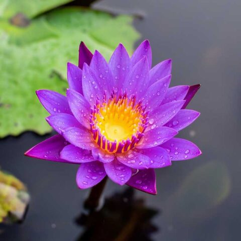 Blue Lotus- Nymphaea caerulea - Sacred Seeds