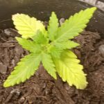 Auto Gorilla Glue Feminized Seeds photo review