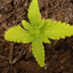 Auto Gorilla Glue Feminized Seeds photo review