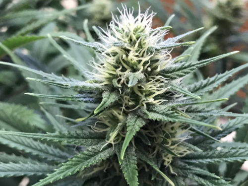 Auto White Widow Feminized Seeds