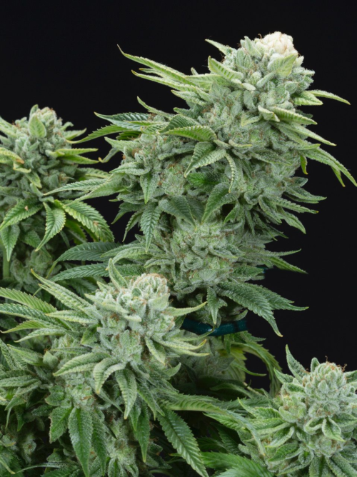 Auto Gorilla Glue Feminized Seeds