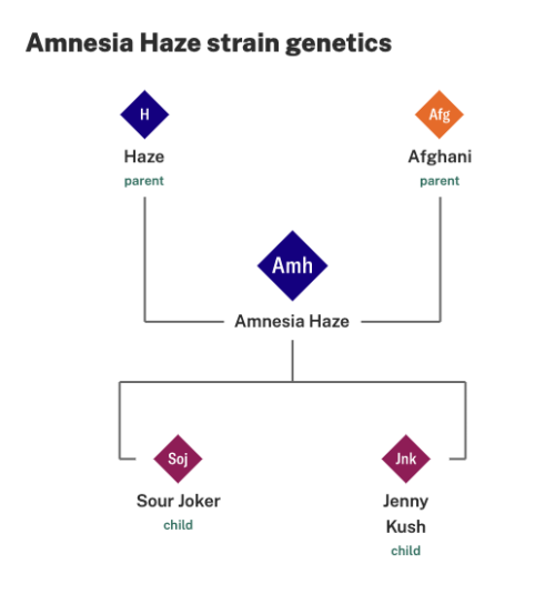 Amnesia Haze feminized seeds