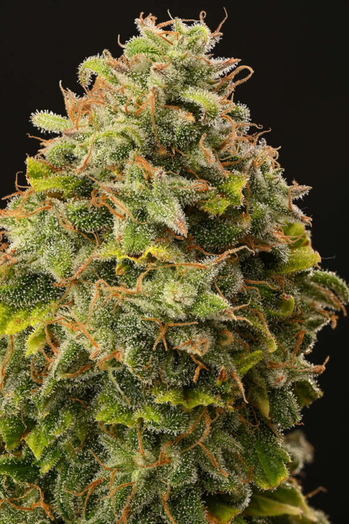 Gorilla Glue Feminized Seeds - Image 5