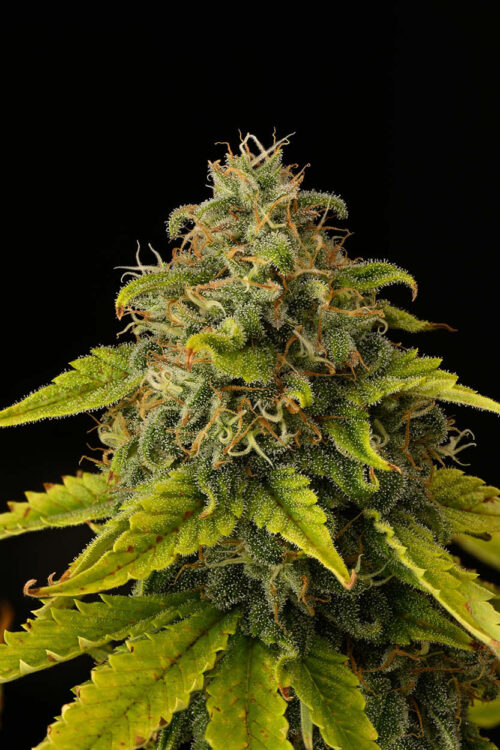 Gorilla Glue Feminized Seeds - Image 6