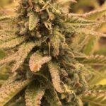 White Widow Feminized Seeds photo review