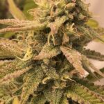 White Widow Feminized Seeds photo review