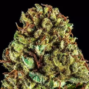 Auto Caramel King Feminized