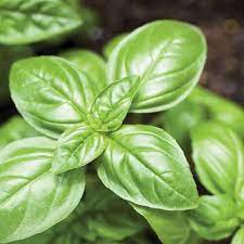 Basil 'Large Sweet Genova' Heirloom Seeds