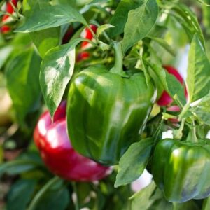 Capsicum- Californian Wonder