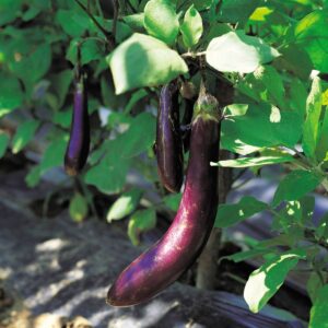 Eggplant - Long Purple
