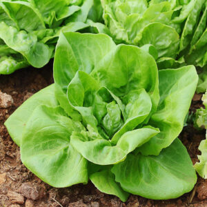 Cos Lettuce