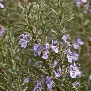 Rosemary