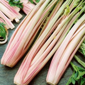 Celery- Peppermint Stick