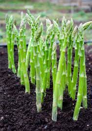 Asparagus- Mary Washington