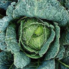 Cabbage Savoy- Green Vertus