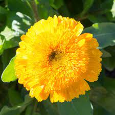 Calendula "Princess Mix" Heirloom Mix Seeds