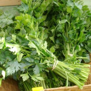 Leaf Celery- Amsterdam