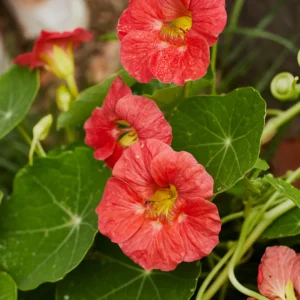 Nasturtium, 'double jewel heirloom seeds