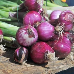 Verdi Onion- Purplette