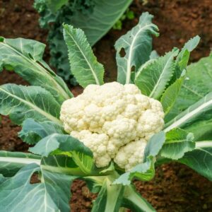 Cauliflower- Early Jesi