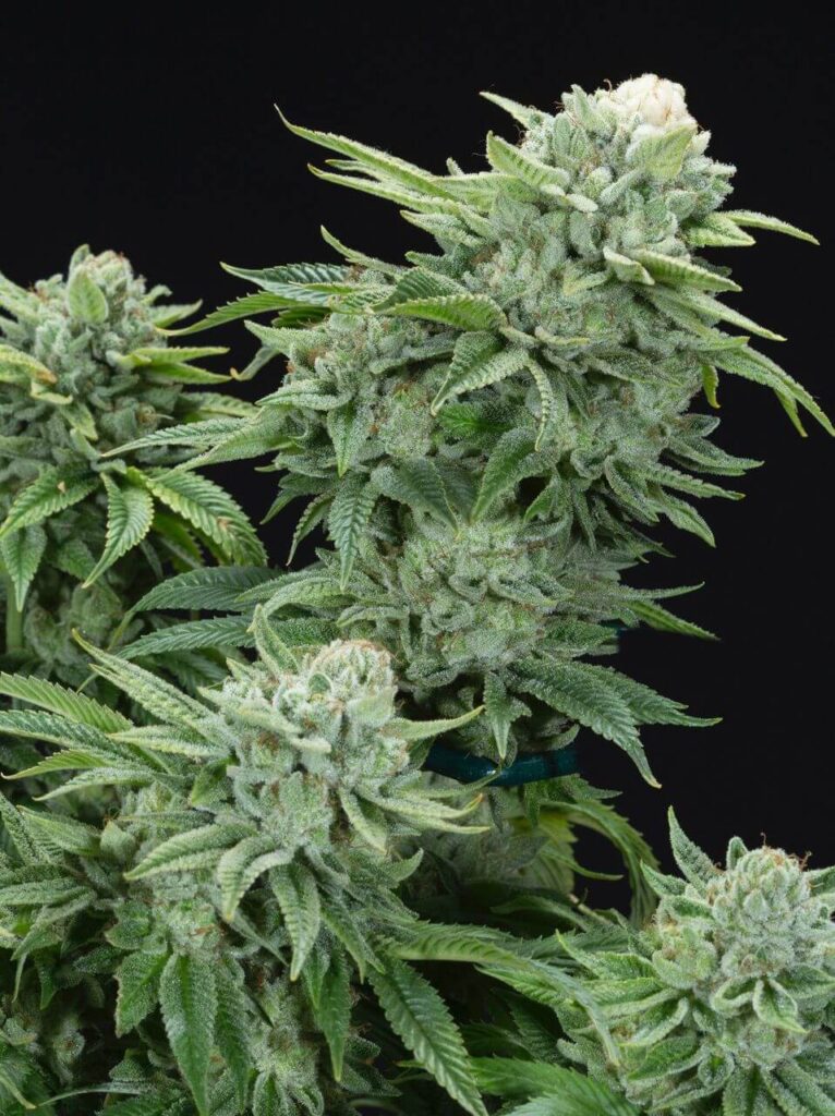 Gorilla Glue Feminized Seeds