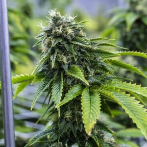 Dubai Poison Feminized