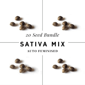 Hi-vibe sativa cannabis seed bundle auto-feminised