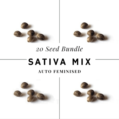 Hi-vibe sativa cannabis seed bundle auto-feminised