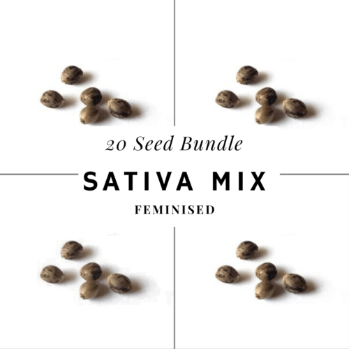 Hi-Vibe Sativa Cannabis Seed Bundle- Feminised
