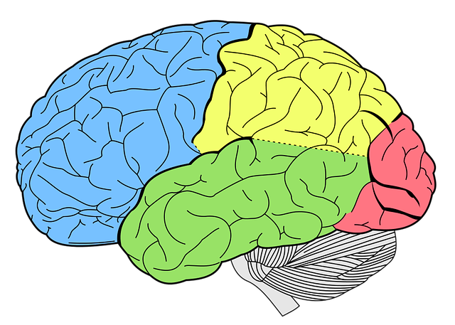 brain, lobes, neurology