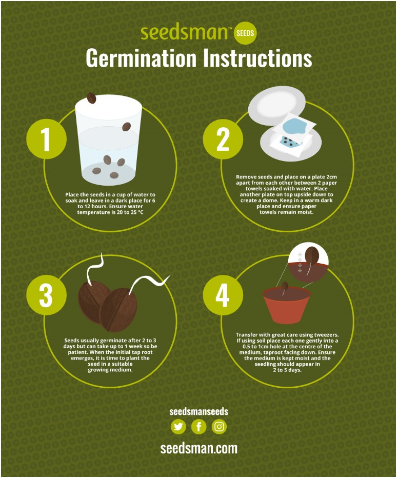 Illustration of germinating cannabis seeds