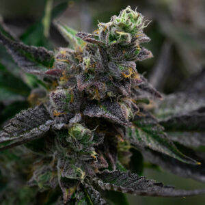 Wedding Cake Feminized
