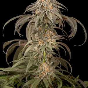 Auto Afghan Kush Feminized