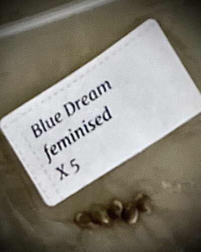 Blue Dream Feminized Seeds photo review