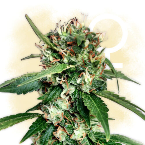 Blue Dream feminized seeds