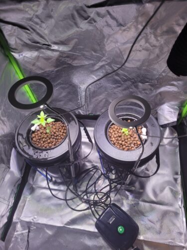 Auto Lime Skunk Feminized photo review