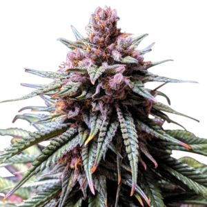 Purple Haze Feminized