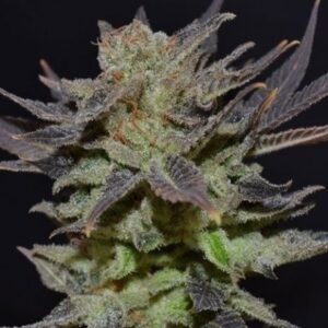 Auto Lavender Best Feminized