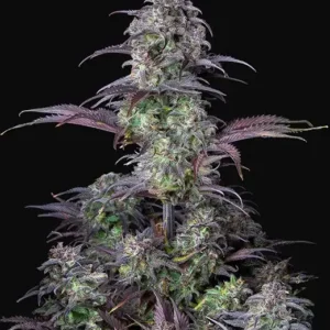 Auto Blueberry Feminized