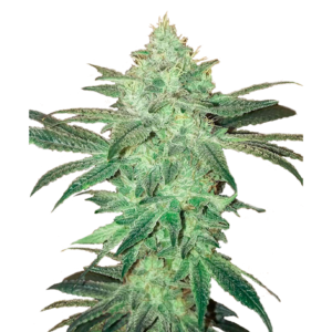 Gelato Samba Feminized