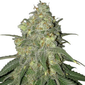Skunk Feminized