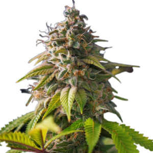Banana Monkey Feminized